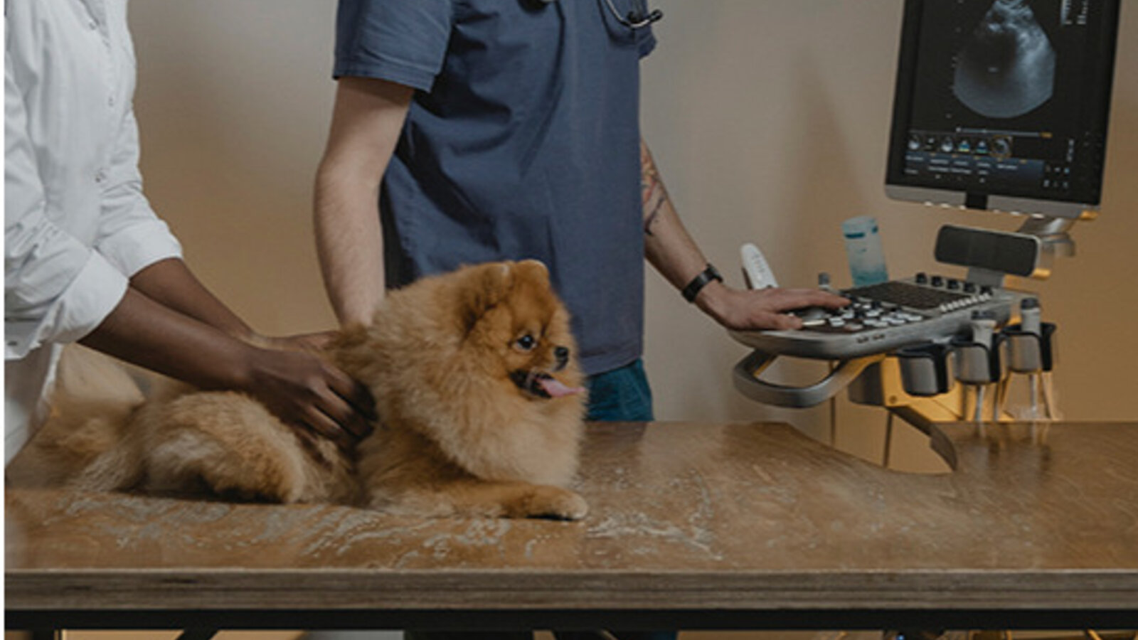 Cursos de Formación Veterinaria.
